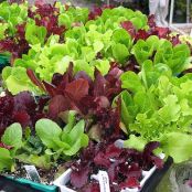 Herbs Used in Cooking  Lemongrass through Oregano